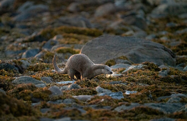 A Eurasian otter, backlit by the midnight sun, walks on the coast in Northern Norway