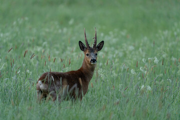 Obraz premium a Roe deer standing in a wildflower meadow in Stockholm, looking back towards the camera