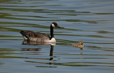 A canada goose parent and gosling floating on the water surrounding Stockholm