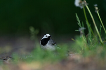 A white wagtail standing on the ground looks to the side near Stockholm