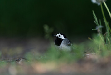 A white wagtail stands on a forest path near Stockholm, surrounded by green