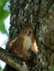 A red squirrel perched in a nook in branches in a tree near Stockholm, Sweden
