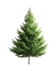 Green Pine Tree Isolated