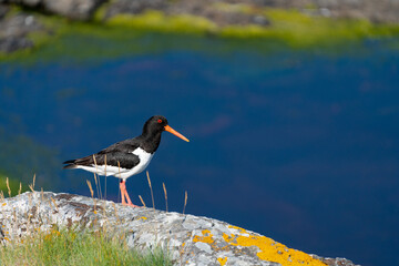 A eurasian oystercatcher stands in some coastal grass in Lofoten, Norway