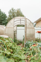 Large greenhouses for growing homemade vegetables. The concept of gardening and life in the country.