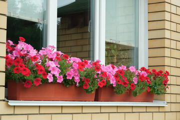 Bright pink and red petunia flowers, blooming plants in plastic pot on window sill. Home exterior decoration.