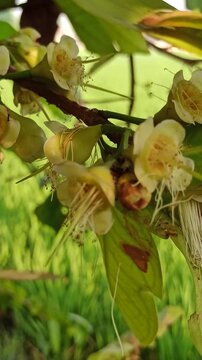 Syzygium aqueum flowers