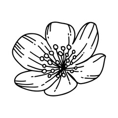 Hand drawn simple flower outline isolated on the white background
