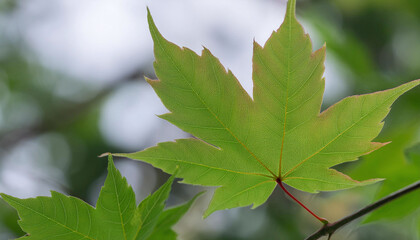 green leaves on a tree