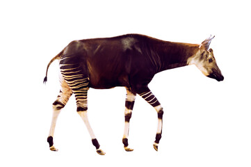 Okapi side view on white background.