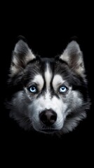 Close-up Head of peeking Siberian Husky Dog with blue eyes on Isolated Black Background, Front view ,reaslistic,hd, copy space with generative ai