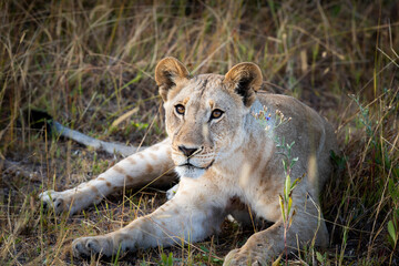 Lioness on kill in the okavango delta botswana