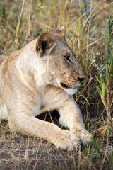 Fototapeta premium Lioness on kill in the okavango delta botswana