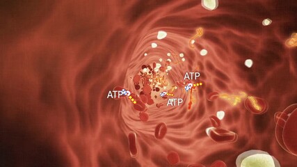혈관 내 ATP 분자의 움직임 애니메이션