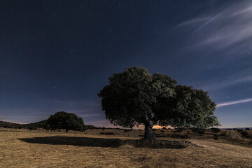 Holm oak illuminated by the moon on a starry night in a pasture in Salamanca © patxi