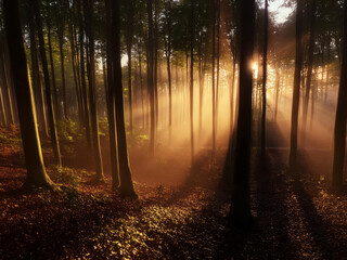 sun rays in the forest