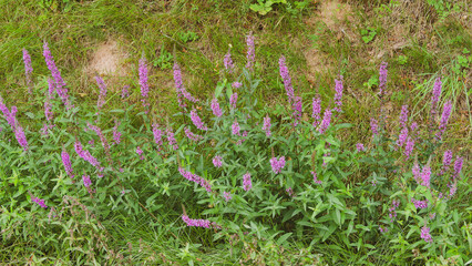 Purple loosestrife (Lythrum salicaria). Purple abundant flowers in spikes on tall dark red stems...