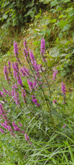 Purple loosestrife (Lythrum salicaria) Wild plant with one principal reddish stem surrounded of many bushy branches topped with attractive reddish-purple flower spikes
