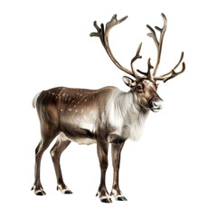 Fototapeta premium reindeer isolated on the white background