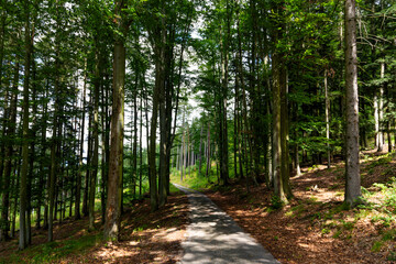 Rural road in South Bohemian forest. Czechia.