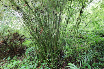 植物園の竹林に植えられた竹　ホウオウチク