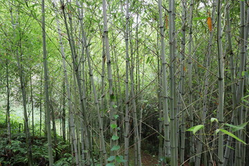 植物園の竹林に植えられた竹　ハチク