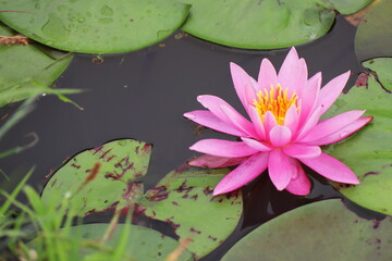 池に浮かぶピンク色のスイレンの花