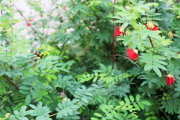 赤い花のネムノキ