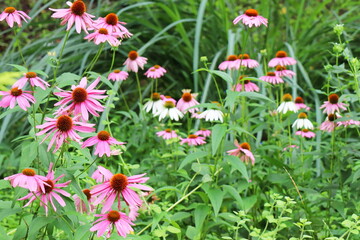 ピンク色のエキナセアの花