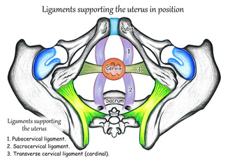 Ligament of Female pelvis
Transverse cervical ligament 
cardinal ligament