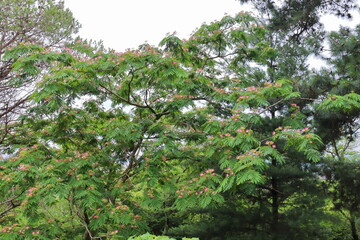 ピンクと白のバイカラーのネムノキの花