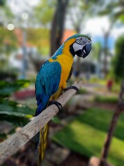 Blue and Yellow Macaw Perching on The Tree Branch in bokeh photography