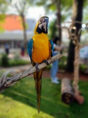 Blue and Yellow Macaw Perching on The Tree Branch in bokeh photography