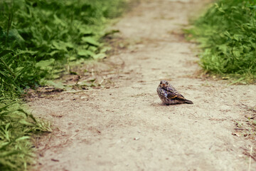 Bird sitting on a dirt path surrounded by green grass. Outdoor nature photography for design and print.