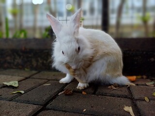 White Rabbit Looks Round When Scratching Its Feet