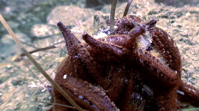 Macro video about what starfish eat and process of feeding in underwater sea. Close-up of tentacle of group of starfish that has captured sea urchin in sea.