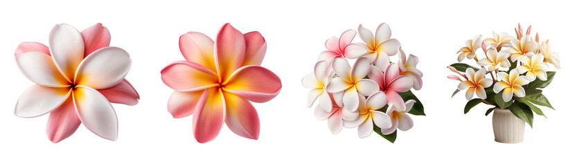 Fototapeta premium Set of tropical plumeria flowers. Isolated on a transparent background.