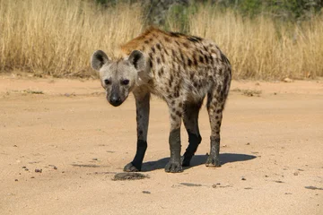 Fotobehang spotted hyena in the savannah © Hanlu