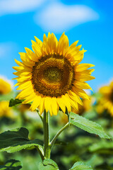 Sunflower close-up in a field. Inflorescence of bright yellow sunflower against the background of clear blue sky. vertical