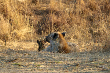 spotted hyena with cub in the savannah