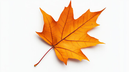 Fototapeta premium Closeup of a single, vibrant orange maple leaf on a white background with subtle shadowing 