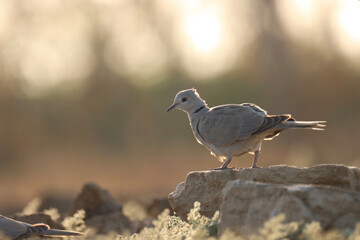 Fototapeta premium Dove standing on stone. Bird background.