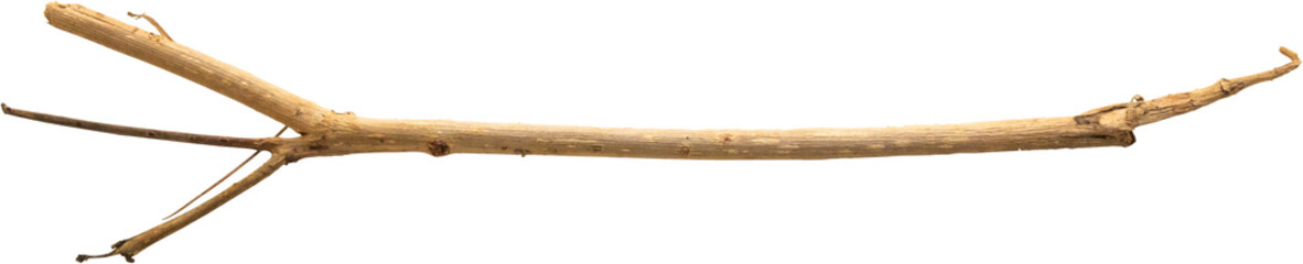 Dry tree branches isolated on white background