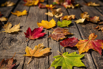Obraz premium Vibrant Autumn Leaves Scattered on Wooden Surface
