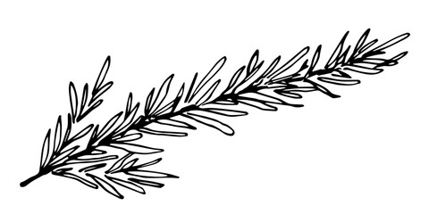 Rosemary branch, aromatic spice, seasoning, plant. Vector drawing with black outline. Sketch in ink.