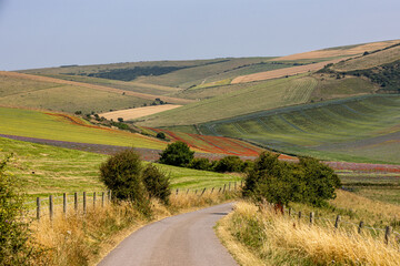 Poppies and phacelia growing on South Downs hills, on a sunny summer's day