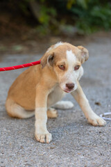 Red mutt puppy sitting outdoor. Mix Breed dog