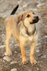 Red mutt puppy standing outdoor. Mix Breed street dog