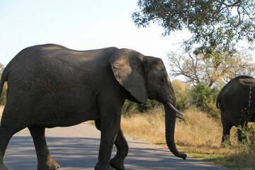 elephants in the wild