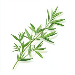 Fototapeta premium Fresh Aromatic Tarragon Branch on White Background for Food or Cosmetic Design Generative AI